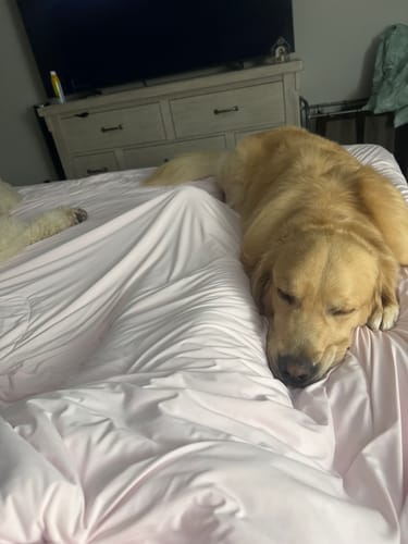 Dog sleeping on a bed made with the BreezeComfort comforter